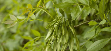 TACHUELO / FRESNO ESPINOSO (Zanthoxylum americanum)