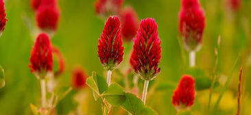 TRÉBOL ROJO (Trifolium pratense)