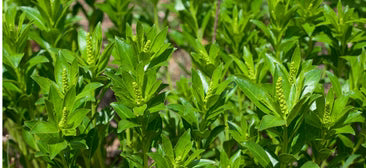 STILLINGIA / RAÍZ DE LA REINA (Stillingia sylvatica)