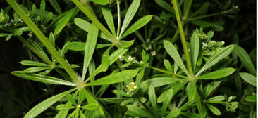 PEGA-PEGA / LAPA (Galium aparine)